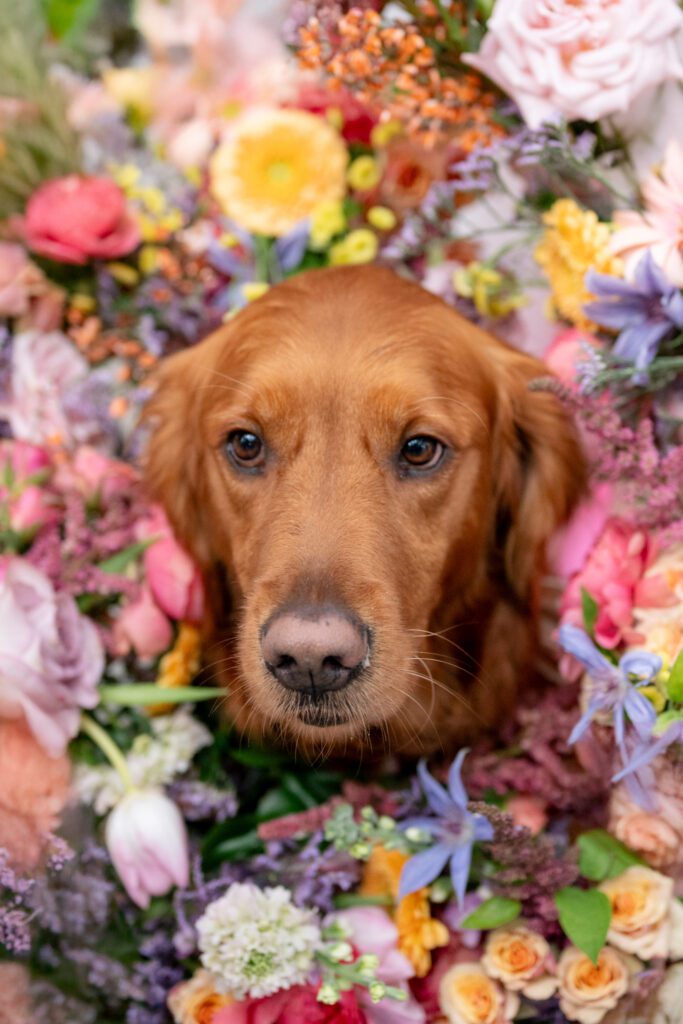 Golden retriever framed by colorful florals in a playful and styled detail portrait during an Up The Creek Farms Melbourne wedding